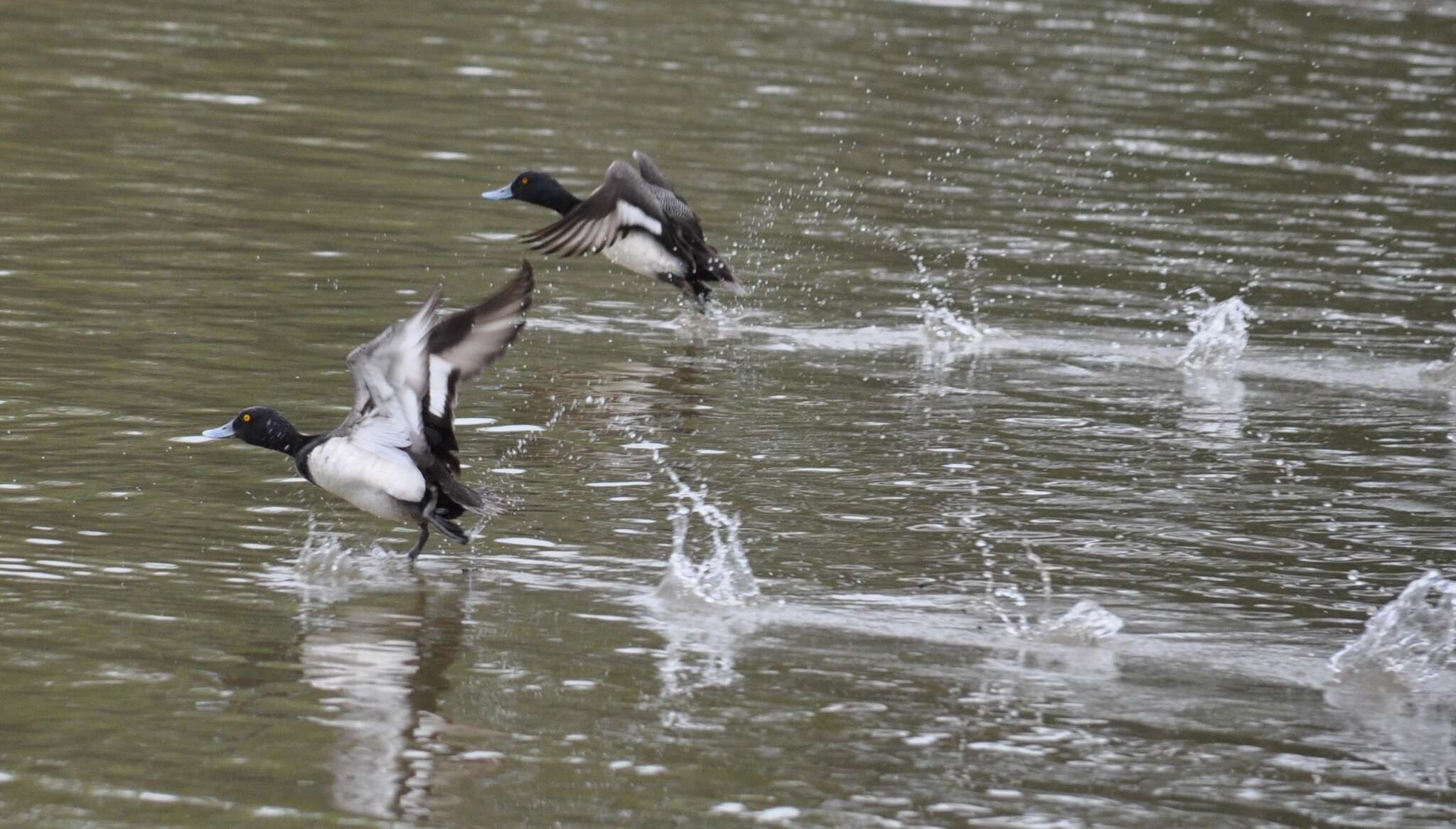 Image of Lesser Scaup