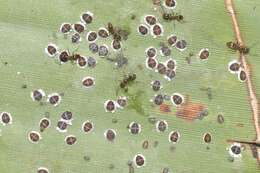 Image of Palm aphid