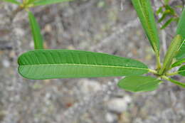 Image of Plumeria tuberculata Lodd.