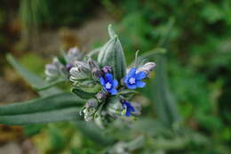 Image of Anchusa leptophylla Roem. & Schult.