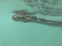 Image of Eel Gobies