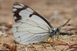 Image of Pine White