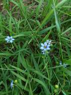 Image of eastern blue-eyed grass