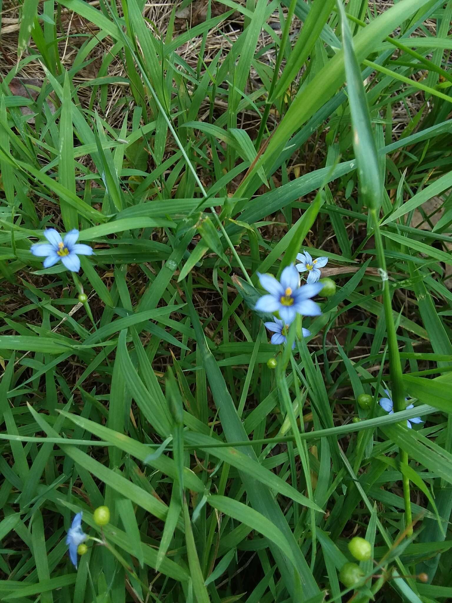 Image of eastern blue-eyed grass