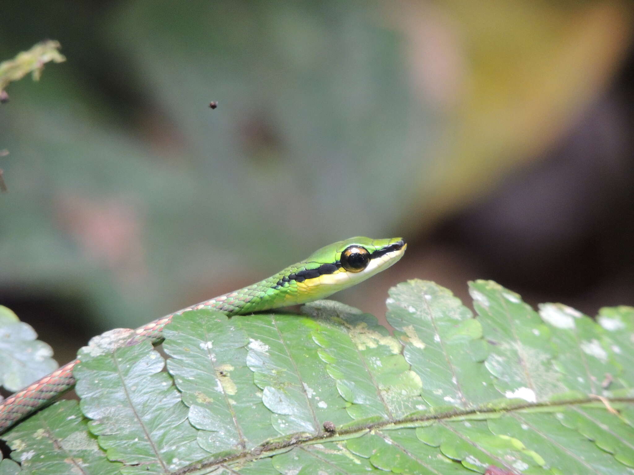 Image of Cope's Parrot Snake