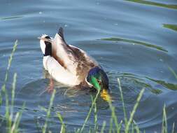 Image of Common Mallard