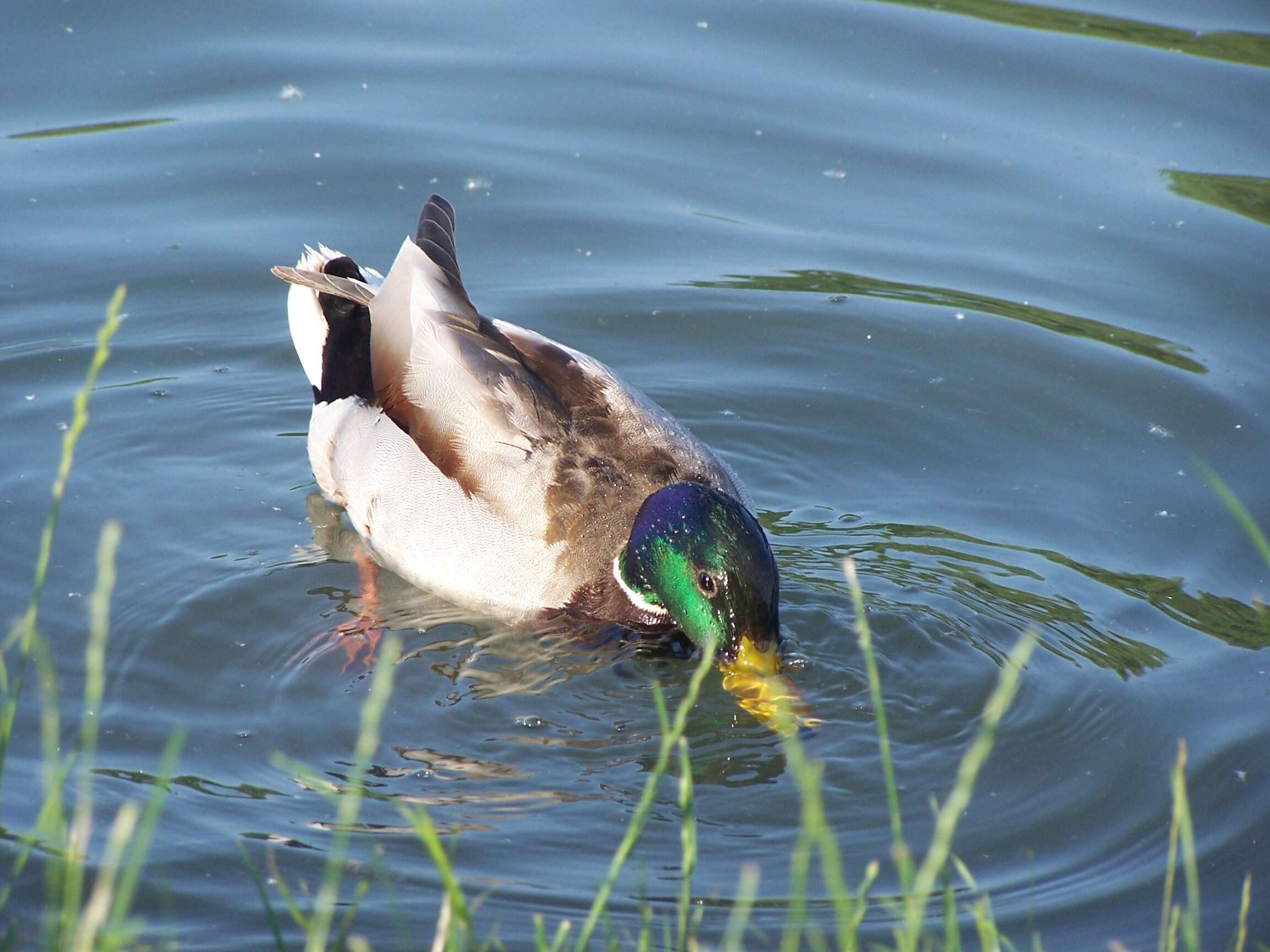 Image of Common Mallard