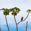 Image of Ramphastos tucanus cuvieri Wagler 1827