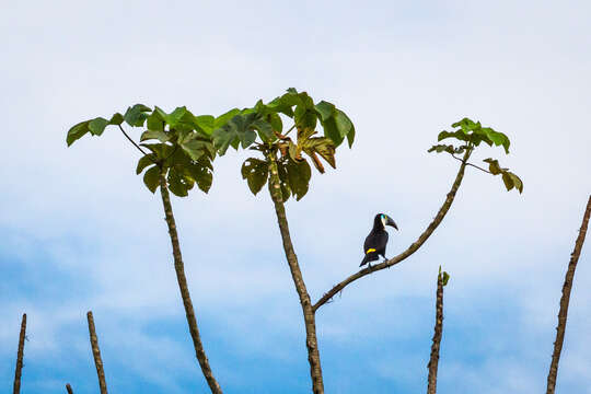 Image of Ramphastos tucanus cuvieri Wagler 1827