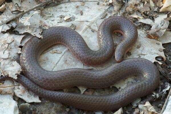 Image of worm snake