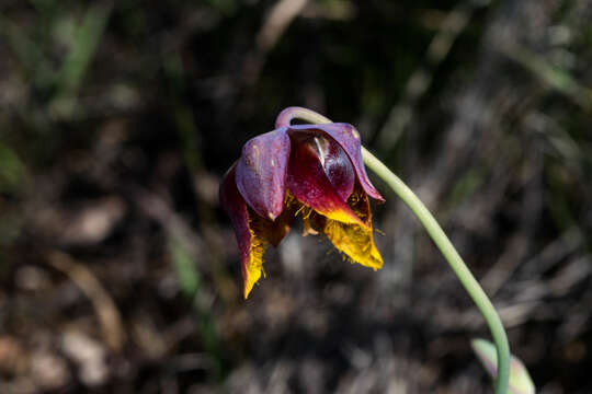 Image of Calochortus barbatus (Kunth) Painter