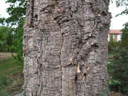 Image of Cork Oak