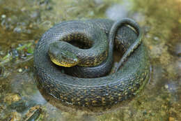 Image of Mississippi Green Water Snake