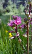 Image of Oregon checkerbloom