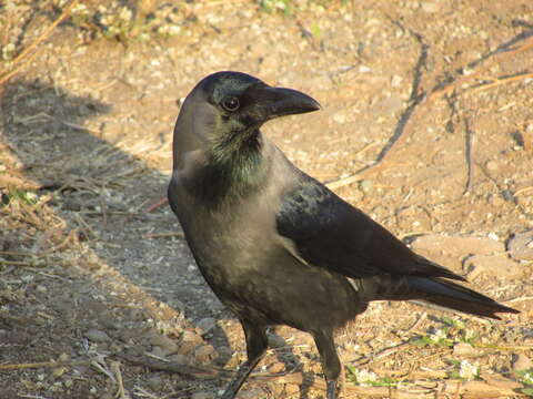 Imagem de Corvus splendens Vieillot 1817