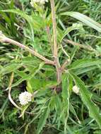 Image of Eupatorium formosanum Hayata