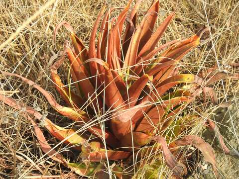 Sivun Crassula acinaciformis Schinz. kuva