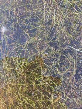 Image of Hairlike Pondweed