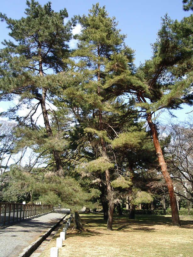 Image of Japanese Red Pine