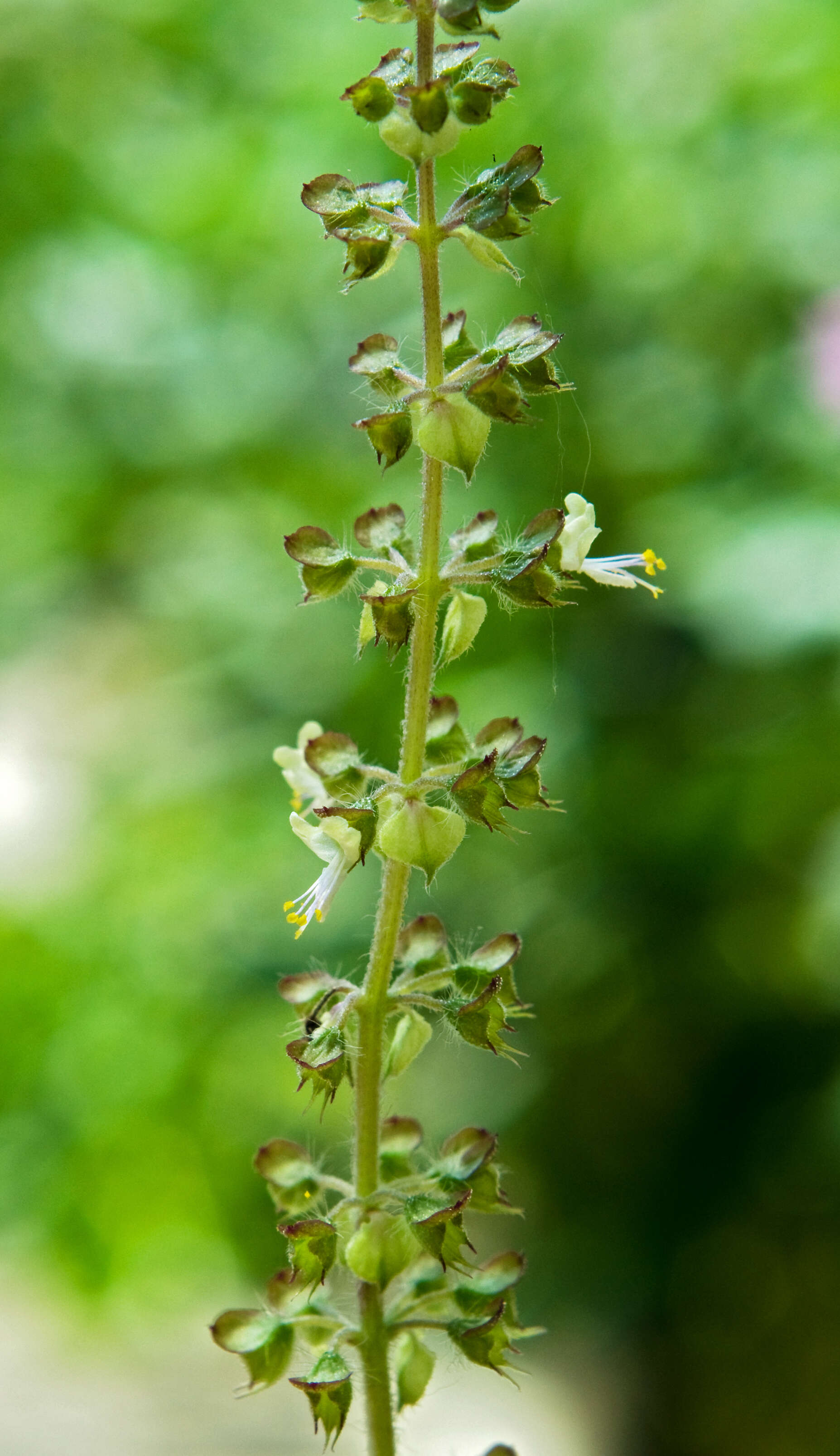 Слика од Ocimum tenuiflorum L.