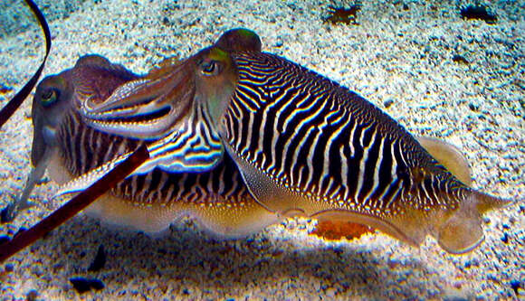 Image of Common Cuttlefish