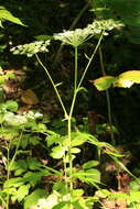 Angelica anomala subsp. sachalinensis (Maxim.) H. Ohba的圖片