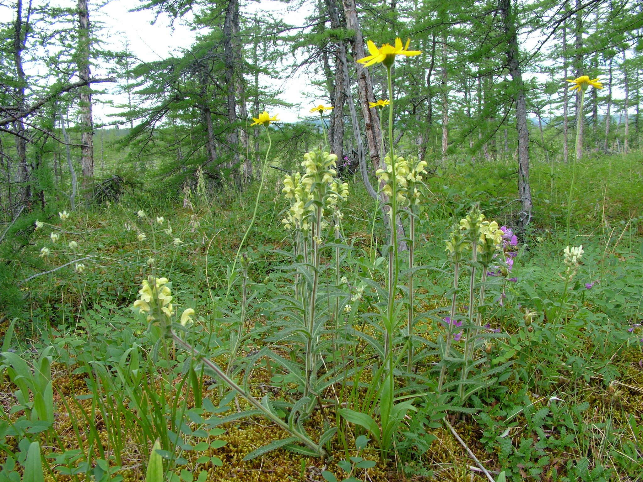 Image of Pedicularis tristis L.