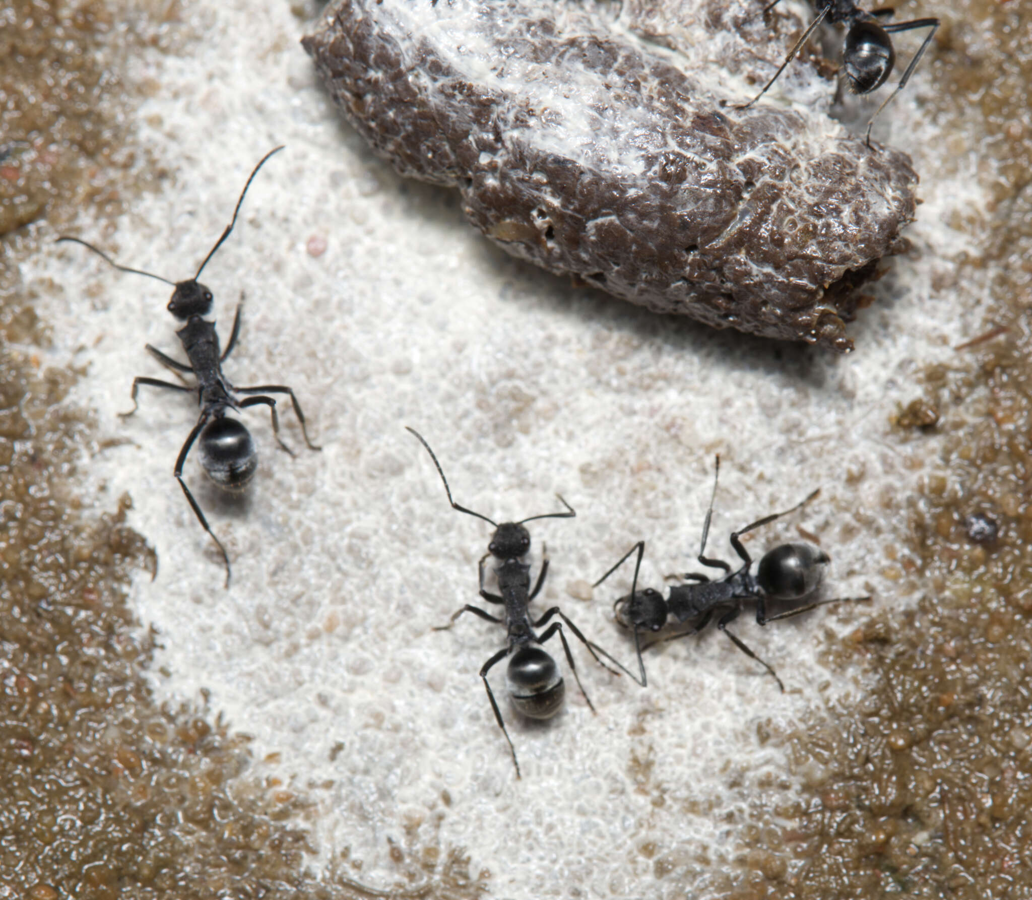 Image of Polyrhachis sokolova Forel 1902