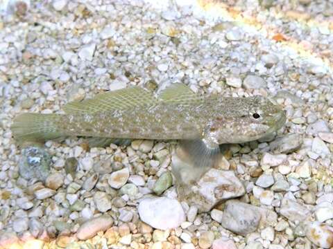 Image of Bucchich's Goby