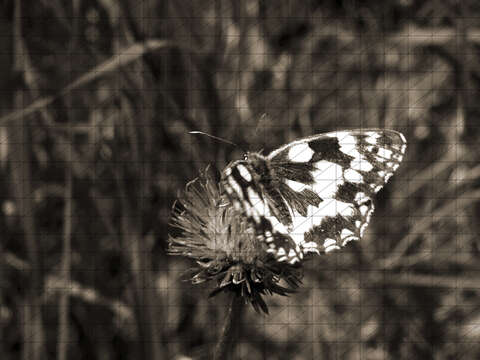 Image of marbled white