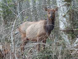 Image of North American elk