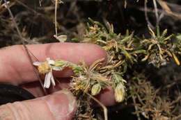 Image of Diplostephium meyenii (Sch. Bip.) Wedd.