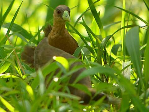 Image of Isabelline Bush-hen