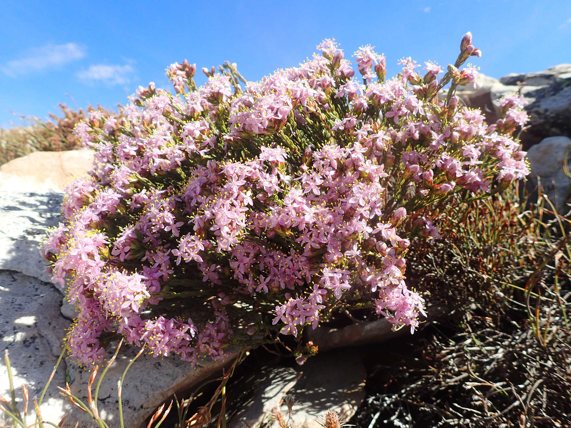 Image of Lachnaea montana Beyers