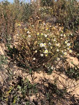 Imagem de Dieteria canescens var. glabra (A. Gray) D. R. Morgan & R. L. Hartman