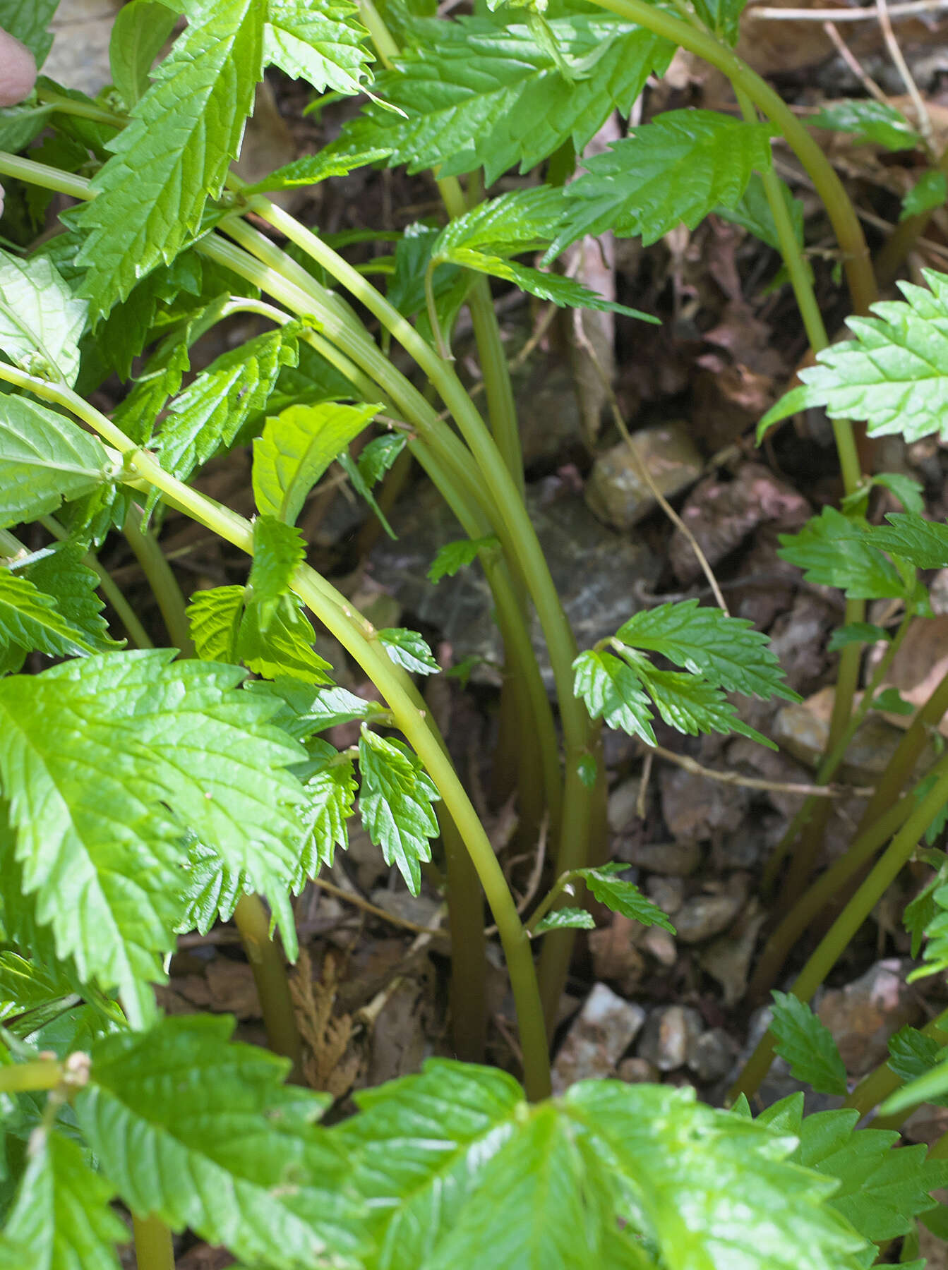 Image of Elatostema involucratum Franch. & Sav.