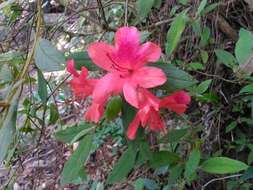 Image of Rhododendron oldhamii Maxim.