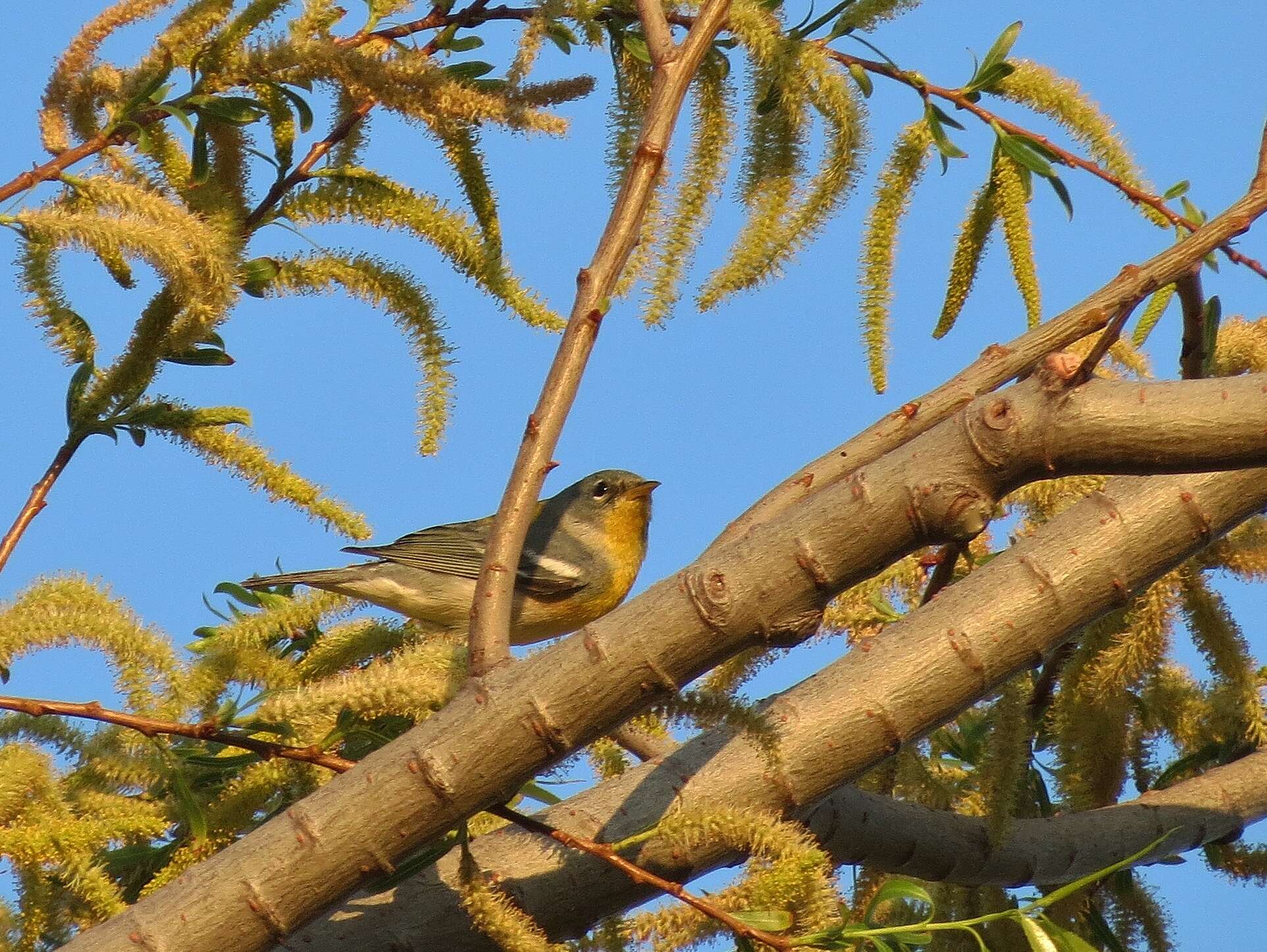 Image de Paruline à collier