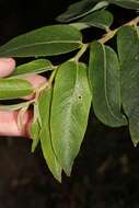 صورة Phyllanthus salviifolius Kunth