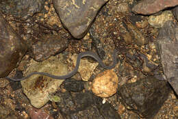 Image of Rough-backed Litter Snake