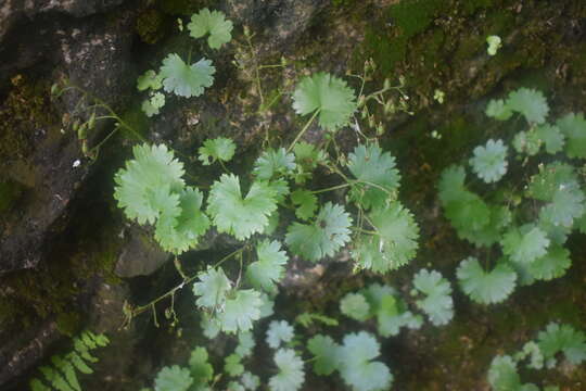 Image of Sullivant's coolwort