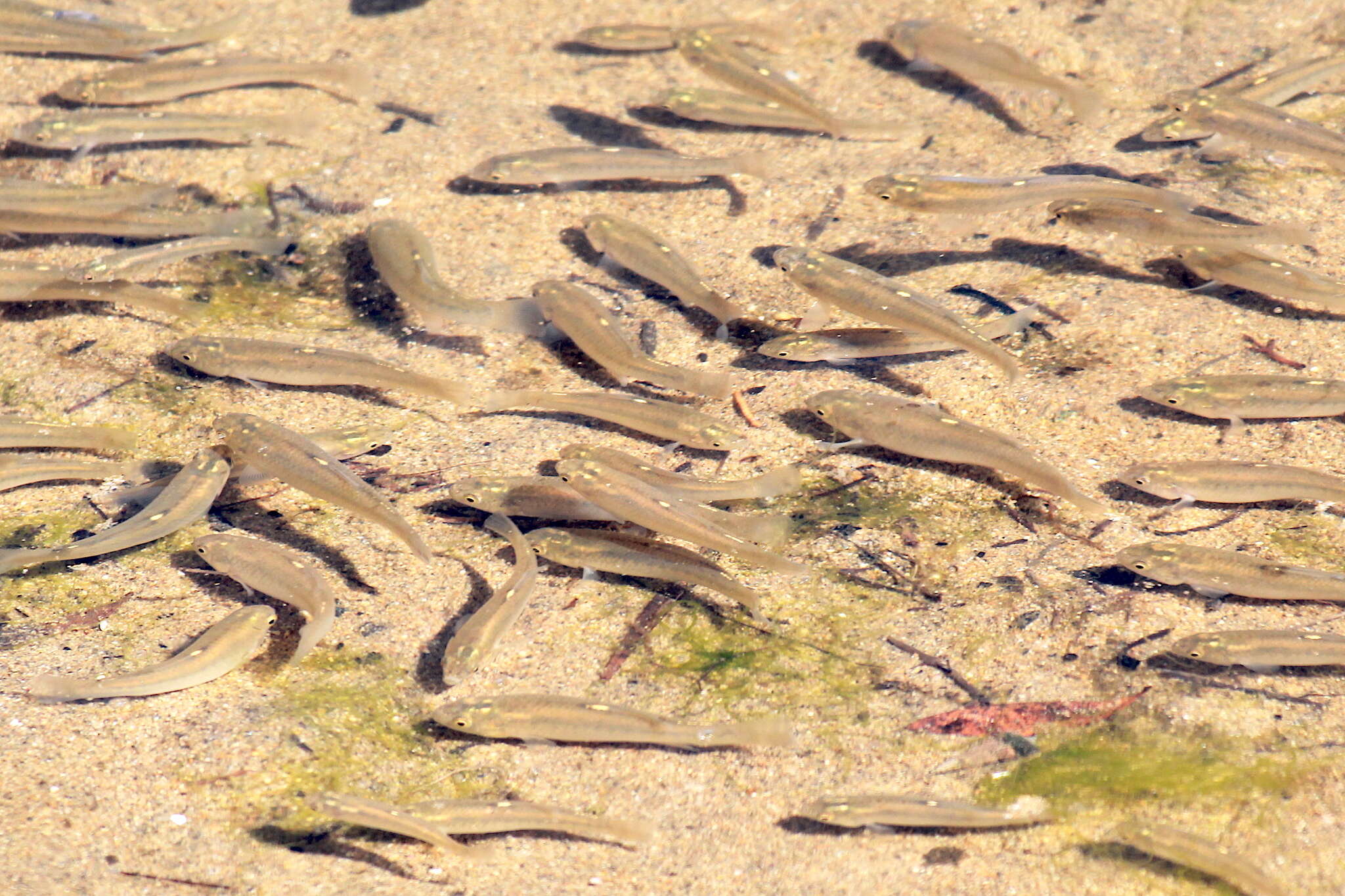 Image of California killifish