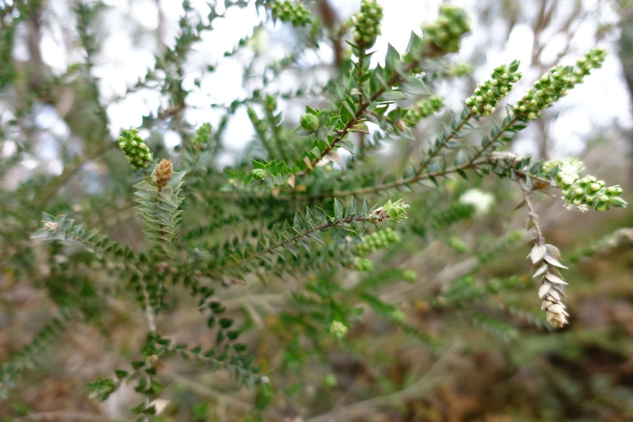 Image of bottlebrush teatree