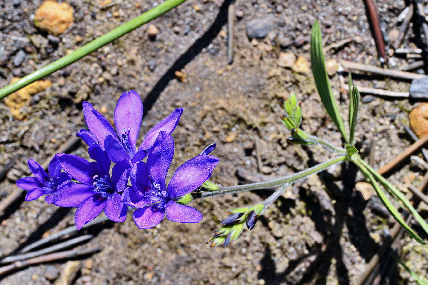 Image of Babiana angustifolia Sweet