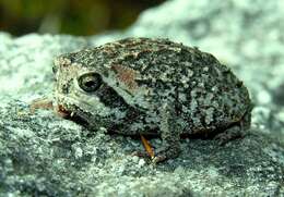Image of Mountain Rain Frog