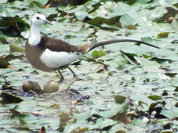 Image of Hydrophasianus Wagler 1832