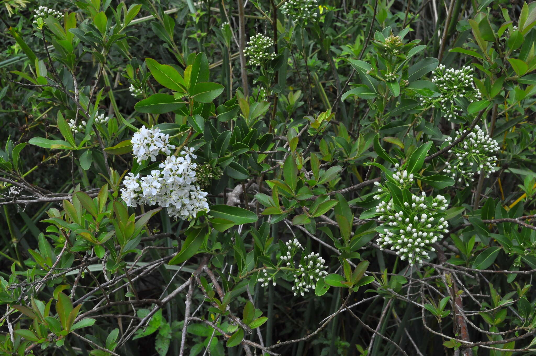 Escallonia bifida Link & Otto ex Engl. resmi