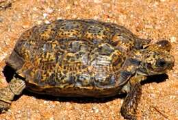 Image of Speckled tortoise