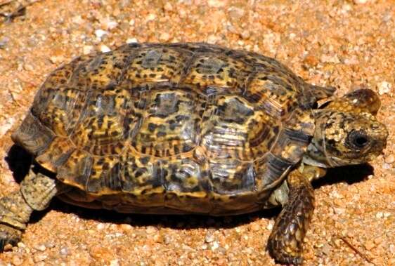 Image of Speckled tortoise