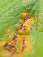 Imagem de Puccinia ustalis Berk. 1854